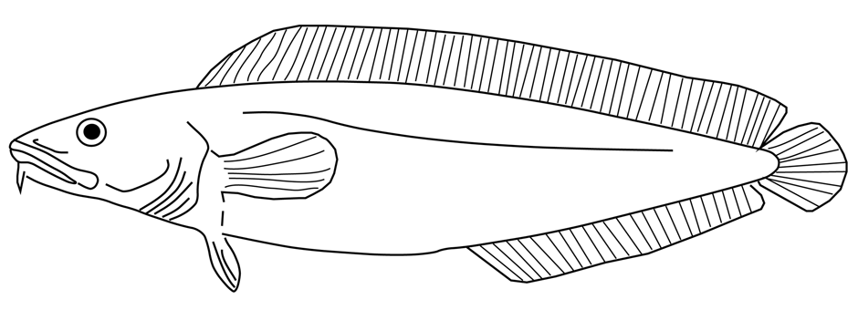 Fig. 1: Cusk (Brosme brosme). Illustration courtesy of Jeff Varanyak. Cusk are relatives of cod and hake and can grow up to 1m and weigh up over 10 kg. 