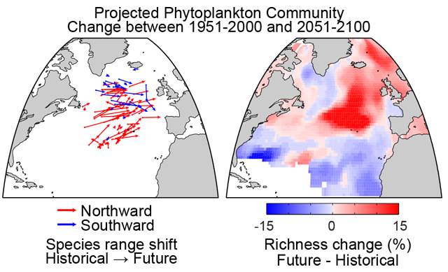 The projected change in core biogeographic range between historical (1951-2000) and future conditions (2051-2100) for 87 phytoplankton species is indicated in the left panel; red arrows are taxa moving north, blue arrows are taxa moving south. The range shifts produce changes in community composition and species richness. The right panel indicates the projected change in species richness over the coming century.