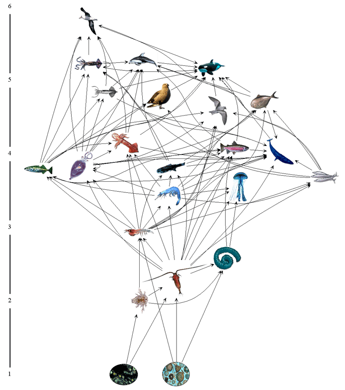 Fig. 1: A schematic of the coupled planktonic ecosystem-fisheries foodweb model developed for the sub-arctic Pacific.