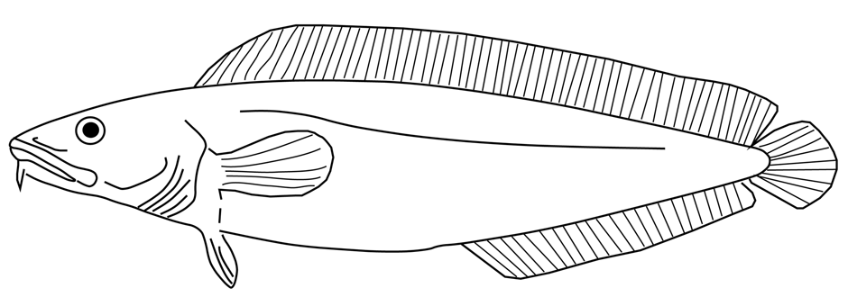 Fig. 1: Cusk (Brosme brosme). Illustration courtesy of Jeff Varanyak. Cusk are relatives of cod and hake and can grow up to 1m and weigh up over 10 kg.