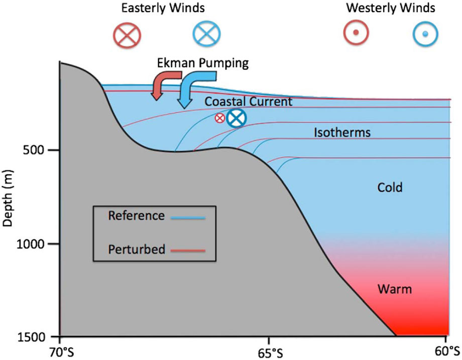Schematic of Antarctic coastal ocean response to a poleward wind shift. Isotherms (lines), zonal winds, Ekman pumping (arrows), and coastal currents are shown in blue for the CNTRL case and in red for a poleward wind shift. The wind shift decreases dynamic sea surface height along the coast and flattens the isotherms, which are generally well aligned with isopycnals in this region. The speed of the coastal current decreases, and the boundary between the cold and fresh surface water near the coast and the warmer layer below moves upward. 