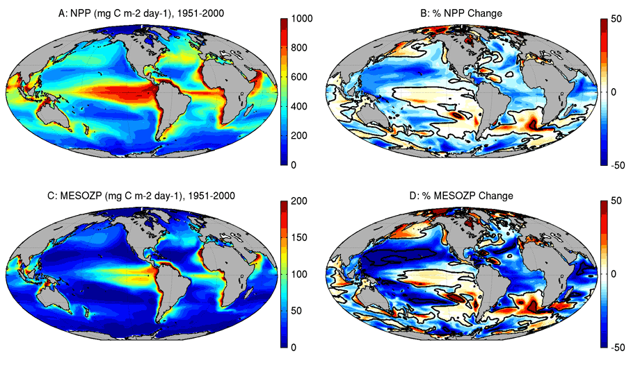 Figure 1: The top row shows (A) contemporary simulated phytoplankton production (in milligrams of carbon per square meter per day) in GFDL's ESM2M-COBALT model averaged between 1951-2000, and (B) the percent change in phytoplankton production between 2051-2100 and 1951-2000 under a high carbon emissions scenario (RCP8.5). Note that NPP stands for "Net Primary Production", which we have referred to as phytoplankton production above. The bottom row shows the analogous quantities for "mesozooplankton production", or MESOZP, where "mesozooplankton" is a term used to describe zooplankton ranging in size from ~0.2 millimeters to 2 cm, including many species of copepods and krill. On average, the percent change in mesozooplankton production is twice as large as the percent change in primary production.