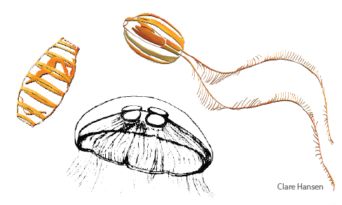 Illustration of a salp, jellyfish, and comb jelly