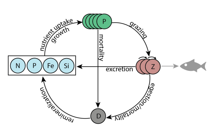 Simple NPZD food-web model schematic