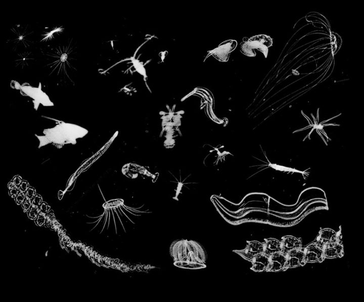 Sample mesozooplankton from the In Situ Ichthyoplankton Imaging System