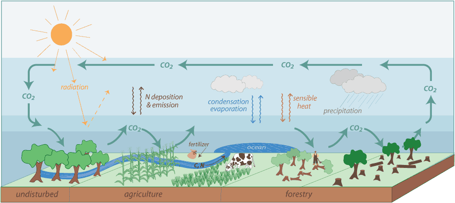 Carbon cycle diagram